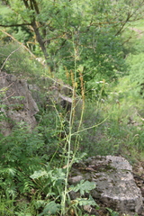 Crambe koktebelica