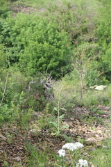 Crambe koktebelica