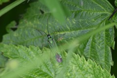 Odontoplatys bidentulus