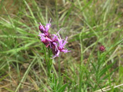 Liatris oligocephala