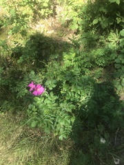 Rosa rugosa