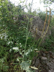 Crambe koktebelica