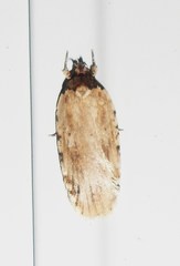 Agonopterix atrodorsella