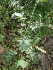 Crambe koktebelica