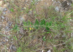 Lithospermum decipiens
