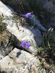 Campanula pollinensis