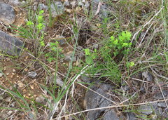 Phyllanthopsis phyllanthoides