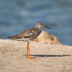 Tringa totanus