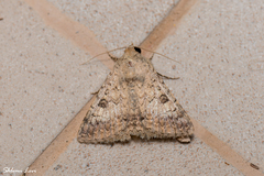 Pandesma robusta