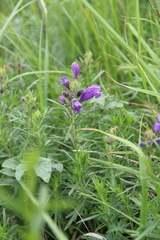 Dracocephalum austriacum