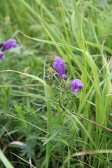 Dracocephalum austriacum