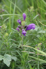 Dracocephalum austriacum