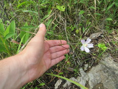 Callirhoe alcaeoides