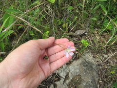 Callirhoe alcaeoides