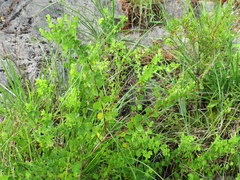 Phyllanthopsis phyllanthoides