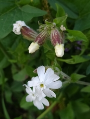Silene latifolia
