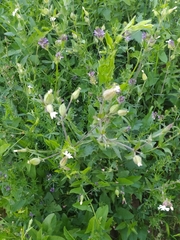 Silene latifolia