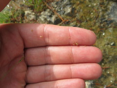 Rhynchospora thornei