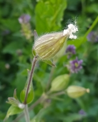 Silene latifolia