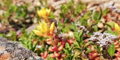 Sedum divergens