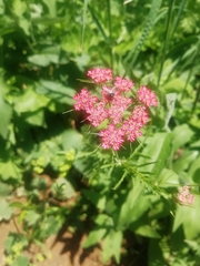 Chaerophyllum roseum