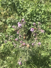 Cirsium arvense