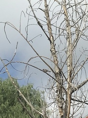 Passer domesticus