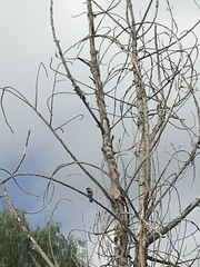 Passer domesticus