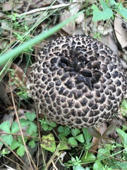 Strobilomyces strobilaceus image