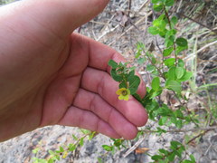 Phyllanthopsis phyllanthoides