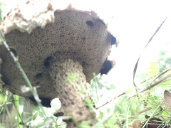 Strobilomyces strobilaceus image