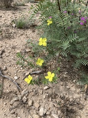 Oenothera tubicula