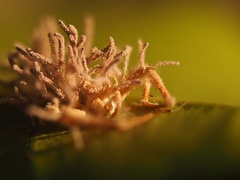 Gibellula leiopus
