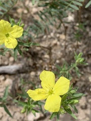 Oenothera tubicula