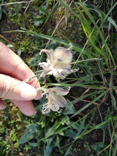 Image of Gladiolus recurvus by no rights reserved