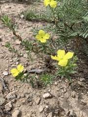 Oenothera tubicula