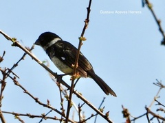 Sporophila morelleti