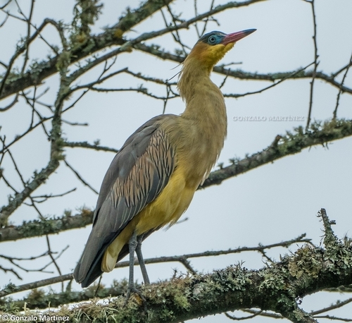 Whistling Heron
