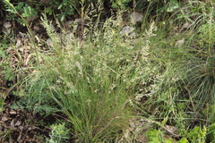 Festuca rupicola