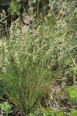 Festuca rupicola