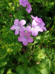 Linum hypericifolium