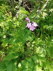 Linum hypericifolium