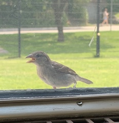 Passer domesticus domesticus