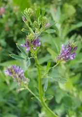 Medicago sativa