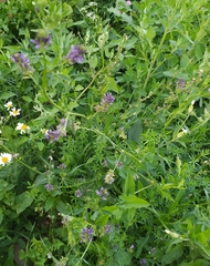 Medicago sativa