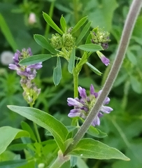 Medicago sativa