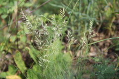 Festuca valesiaca