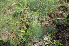 Festuca valesiaca