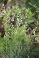 Festuca valesiaca
