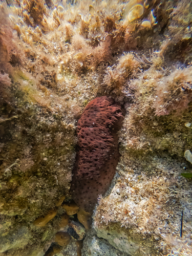 Photo of Brown sea cucumber (Holothuria sanctori)